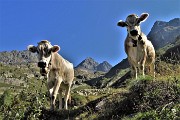 Alle sorgenti del Brembo, passando in quota dal Calvi al Longo il 24 agosto 2017 - FOTOGALLERY